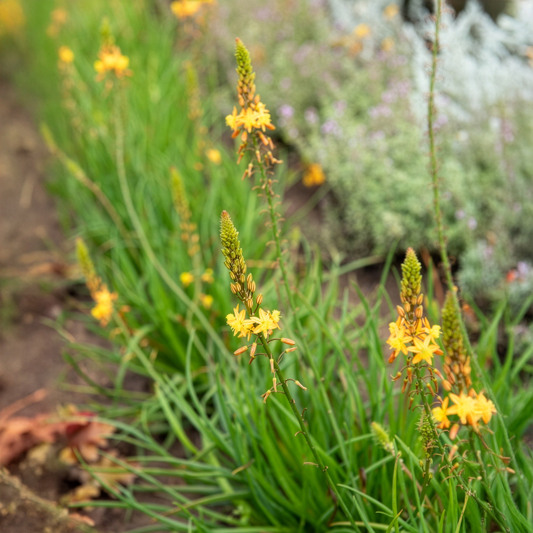 Katzenschwanzpflanze Médicus ® - Bulbine frutescens Médicus ® - Willemse