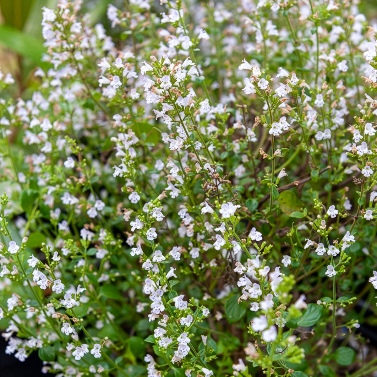 Echte Bergminze - Willemse
