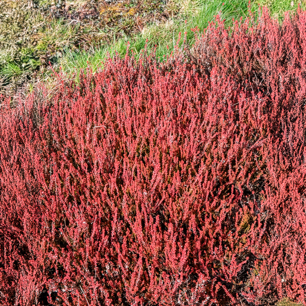 Besenheide Winter Chocolate - Calluna vulgaris Winter Chocolate - Willemse