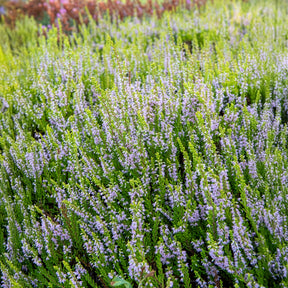 Sommerheide   - Besenheide Winter Chocolate - Calluna vulgaris Winter Chocolate