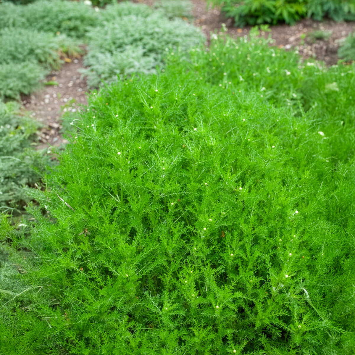 Chamaemelum nobile - Römische Scheinkamille - Römische Kamille