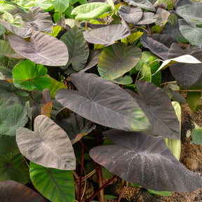 Elefantenohr Madeira - Colocasia esculenta Madeira - Willemse