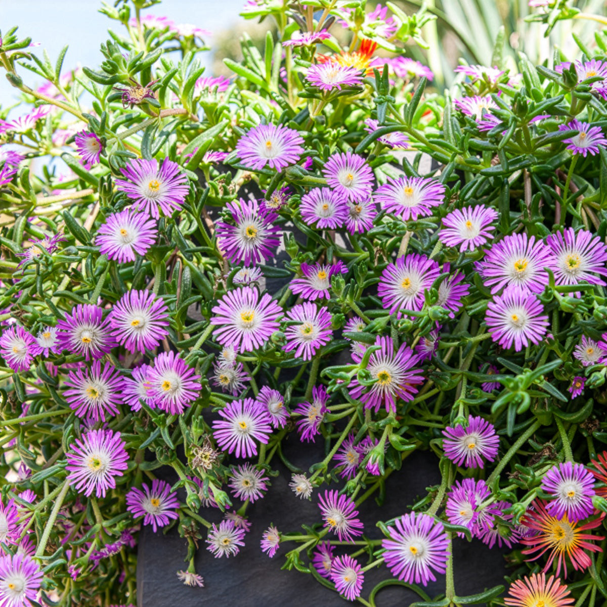 Mittagsblume Wheels of Wonder® Violet - Delosperma Wheels of Wonder® Violet - Willemse