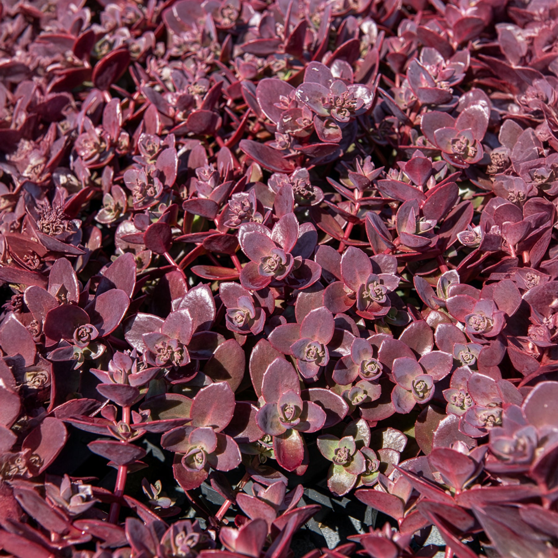 Fetthenne SunSparkler Firecracker - Sedum Sunsparkler® Firecracker - Willemse