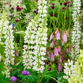 Lupine Noble Maiden - Lupinus Noble Maiden - Willemse