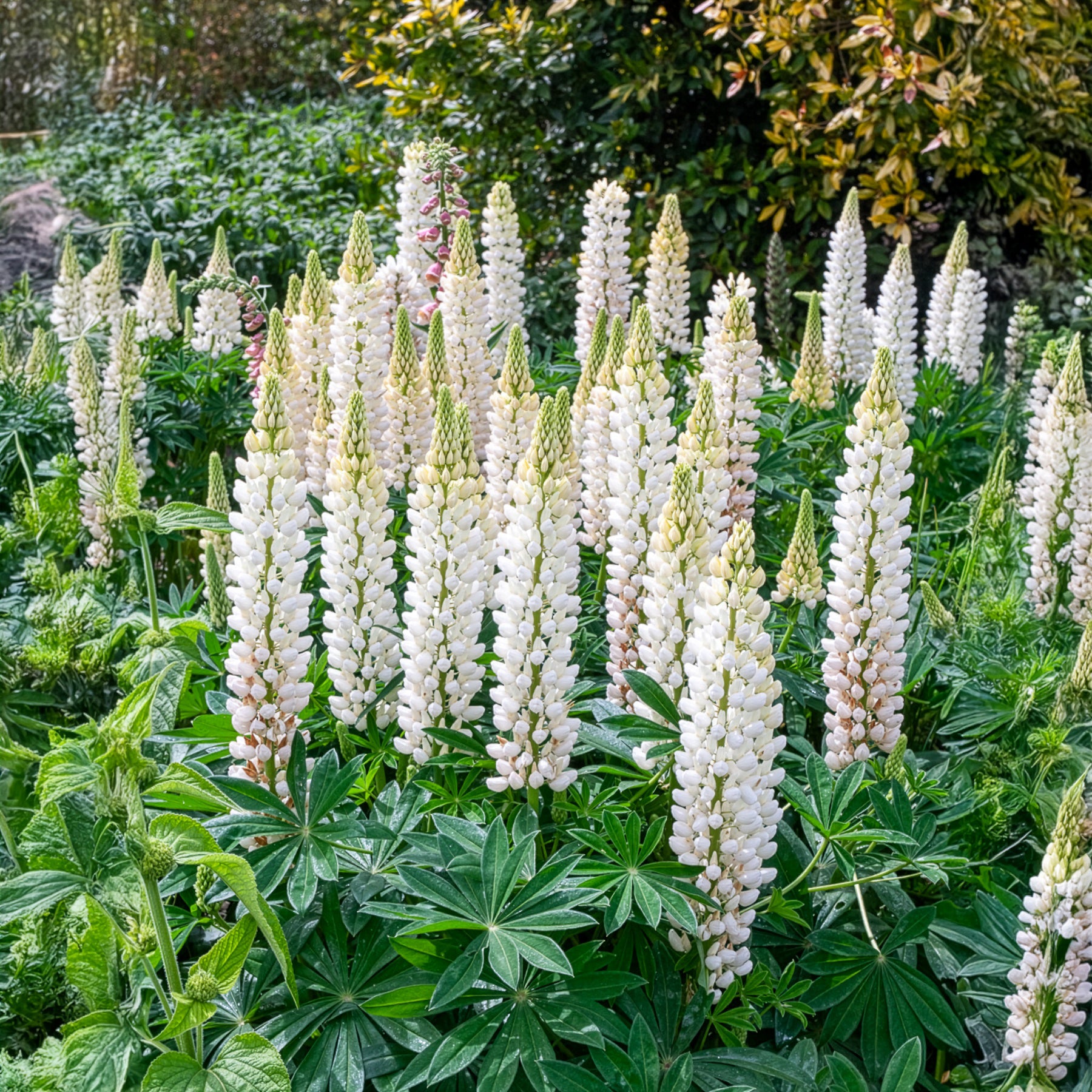 Lupine Noble Maiden - Willemse