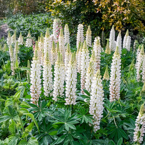 Lupine Noble Maiden - Willemse