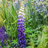 Lupine Persian Slipper - Lupinus Persian Slipper - Willemse