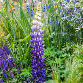 Lupine Persian Slipper - Lupinus Persian Slipper - Willemse
