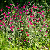 Lychnis coronaria - Vexiernelke - Blühende Stauden