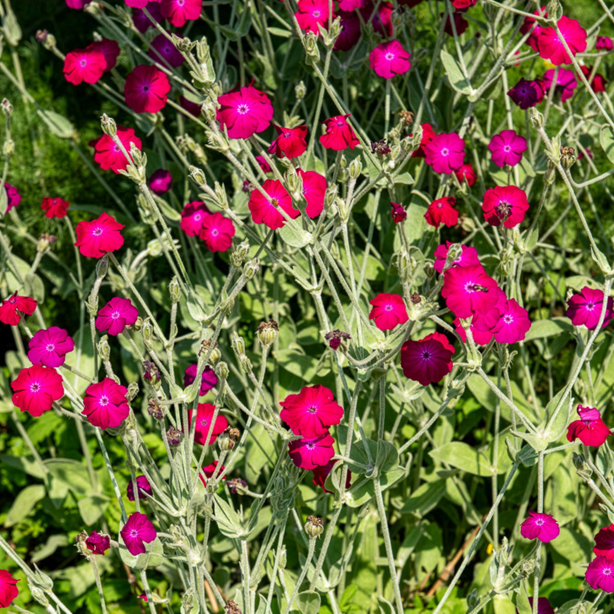 Vexiernelke - Lychnis coronaria - Willemse