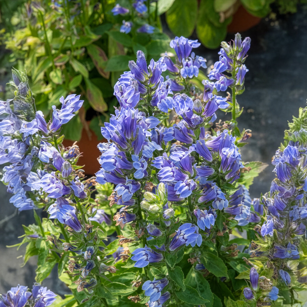Lobelia siphilitica - Blaue Kardinals-Lobelie - Blühende Stauden