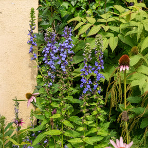 Blühende Stauden - Blaue Kardinals-Lobelie - Lobelia siphilitica