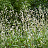 Kerzenknöterich Alba - Persicaria amplexicaulis Alba - Willemse