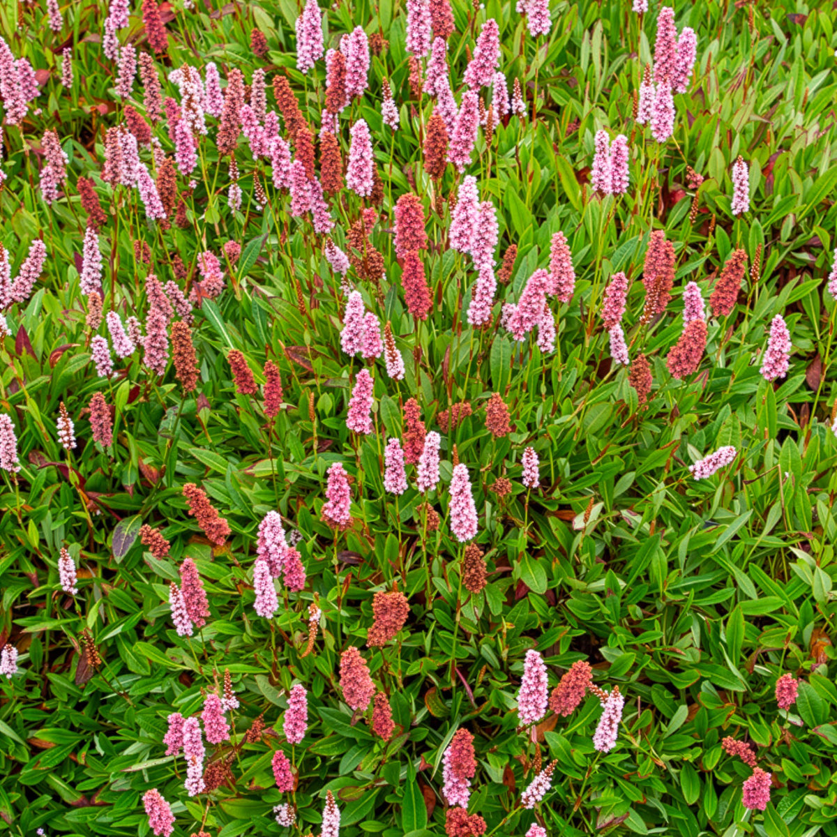 Schneckenknöterich Darjeeling Red - Persicaria affinis Darjeeling Red - Willemse
