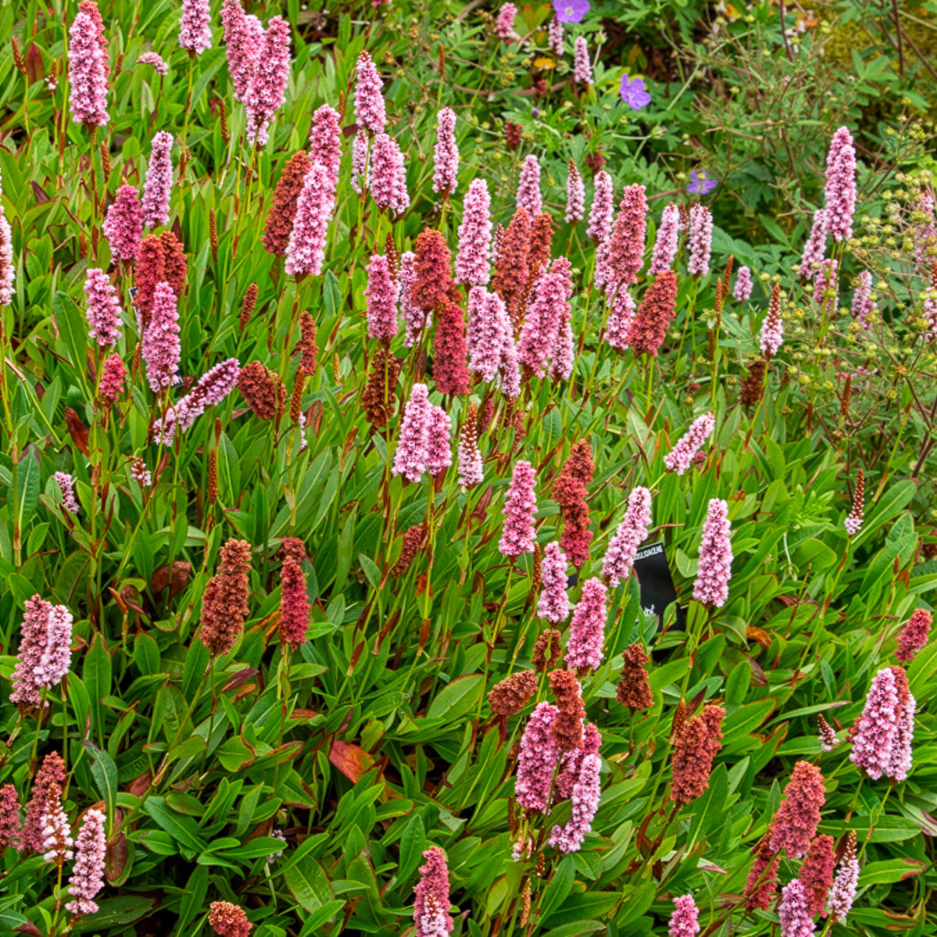 Schneckenknöterich Darjeeling Red - Willemse