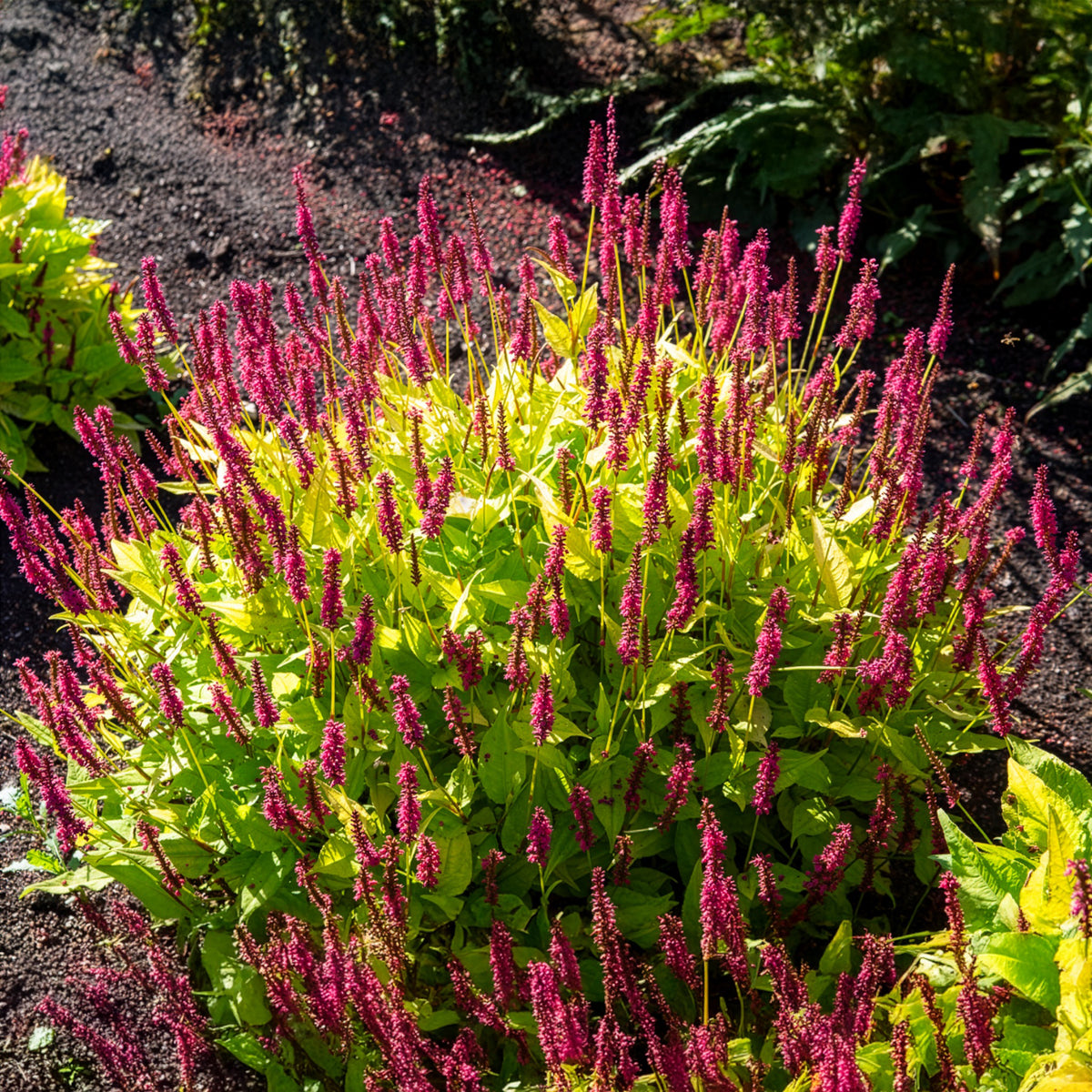 Persicaria amplexicaulis  Golden Arrow - Kerzenknöterich Golden Arrow - Persicaria - Knöterich