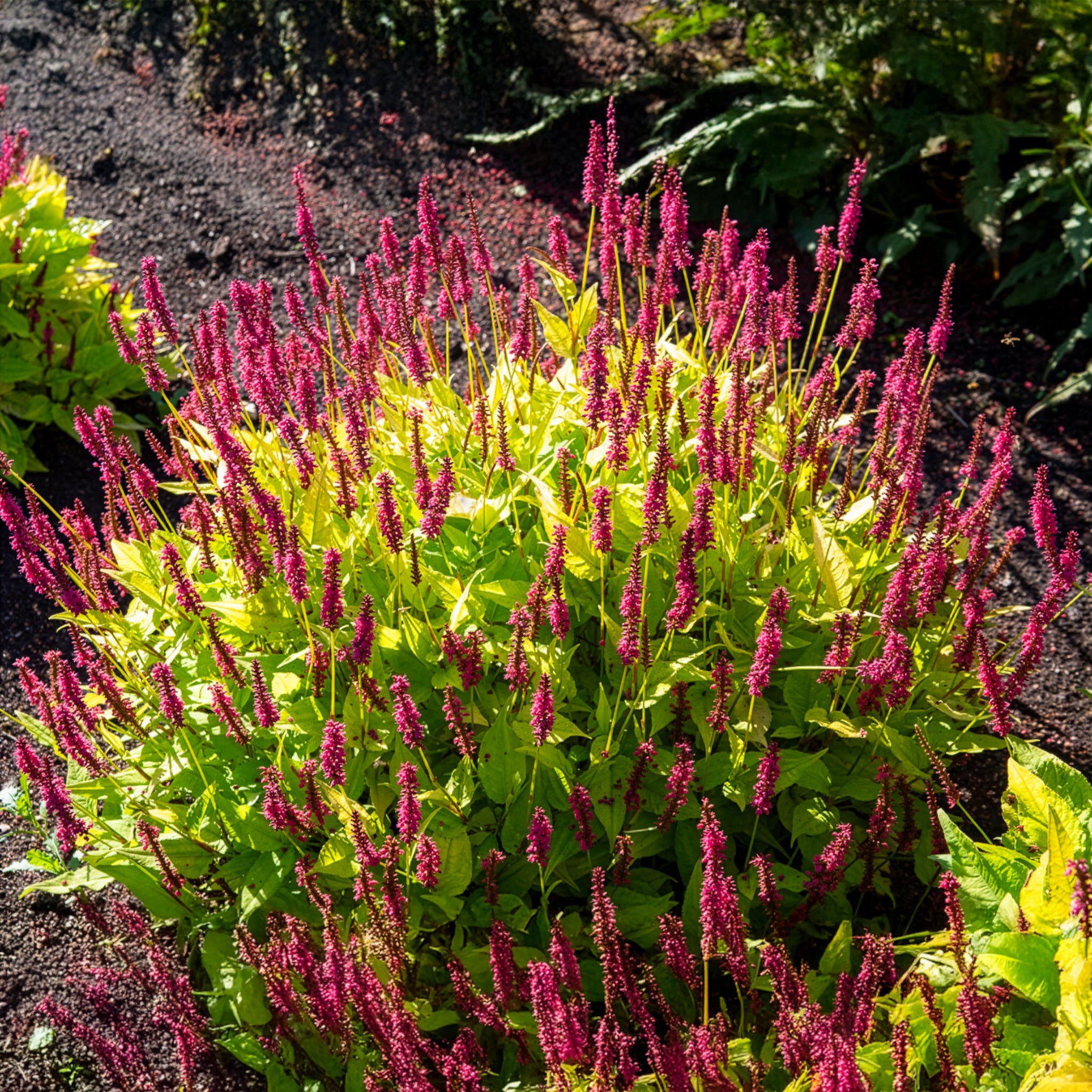 Persicaria amplexicaulis  Golden Arrow - Kerzenknöterich Golden Arrow - Persicaria - Knöterich