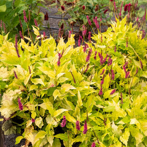 Kerzenknöterich Golden Arrow - Persicaria amplexicaulis  Golden Arrow - Willemse