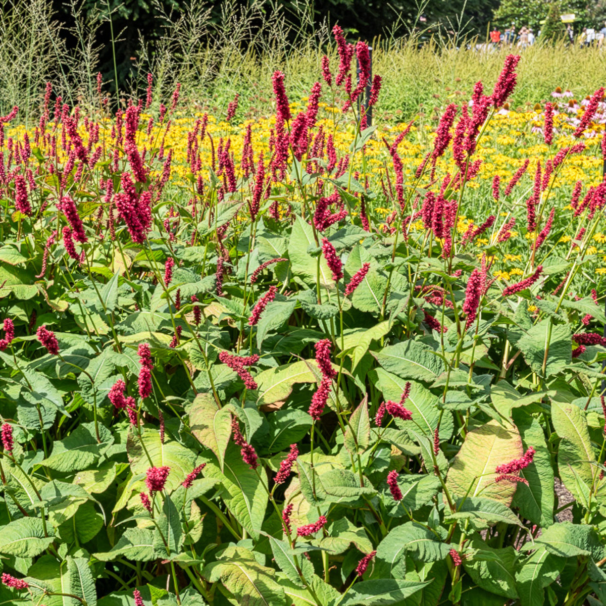 Persicaria amplexicaulis Fat Domino - Kerzenknöterich Fat Domino - Persicaria - Knöterich