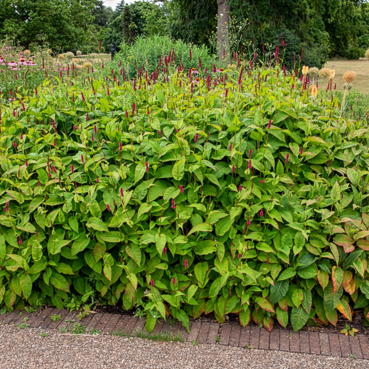 Kerzenknöterich Fat Domino - Persicaria amplexicaulis Fat Domino - Willemse