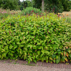 Kerzenknöterich Fat Domino - Persicaria amplexicaulis Fat Domino - Willemse