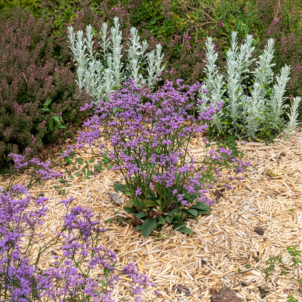 Blauer Strandflieder Dazzle Rocks - Limonium gmelinii Dazzle Rocks - Willemse