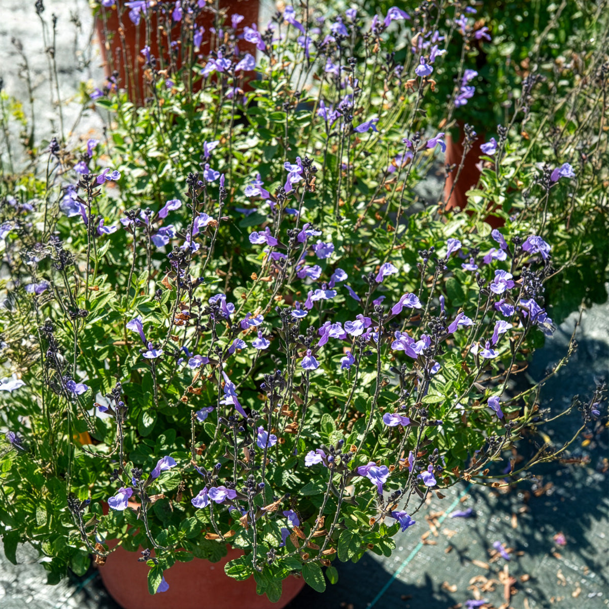 Ziersalbei So Cool Pale Blue - Willemse