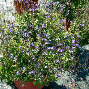 Ziersalbei So Cool Pale Blue - Willemse