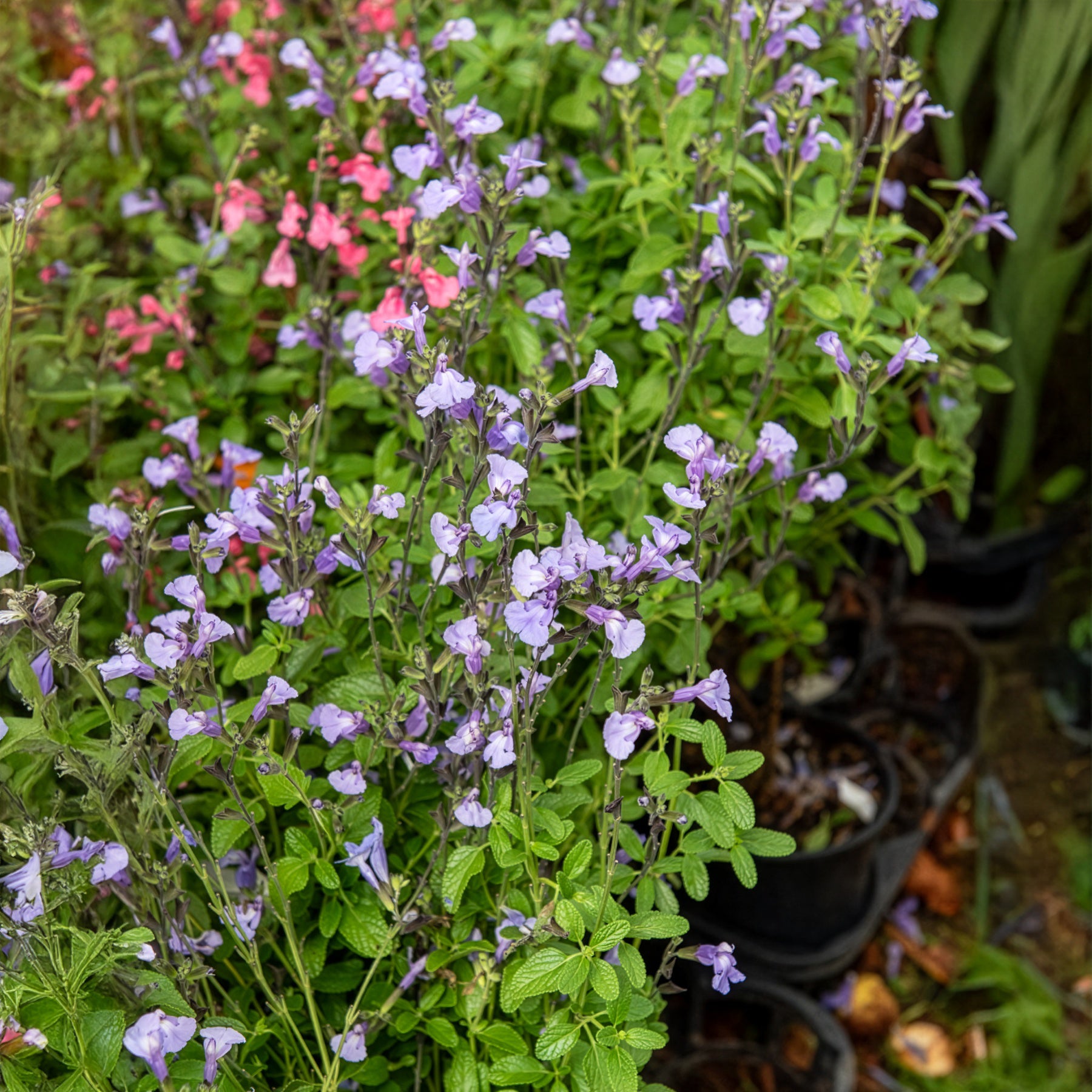 Salbei - Ziersalbei So Cool Pale Blue - Salvia microphylla So Cool Pale Blue