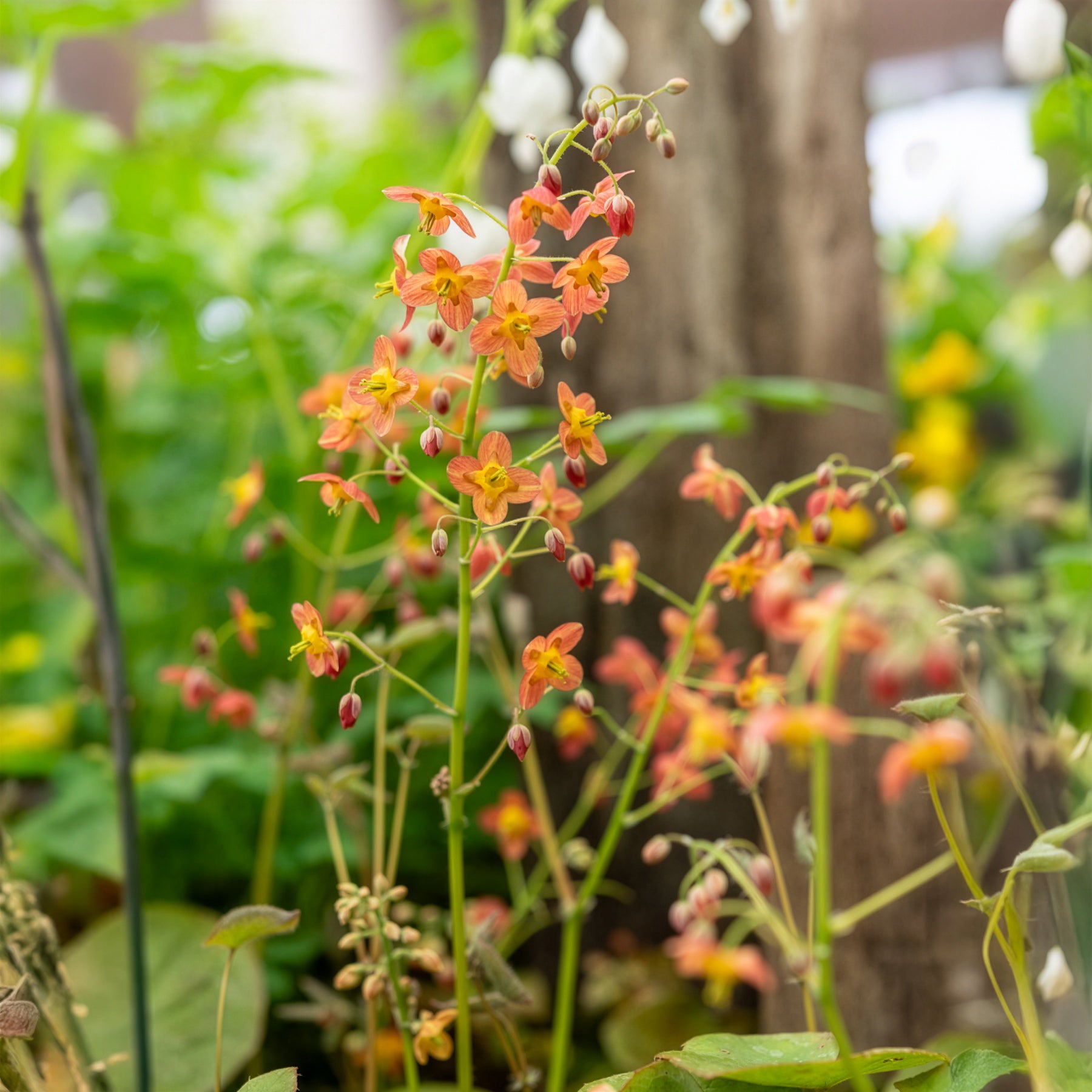 Verkauf Warley-Elfenblume - Epimedium warleyense