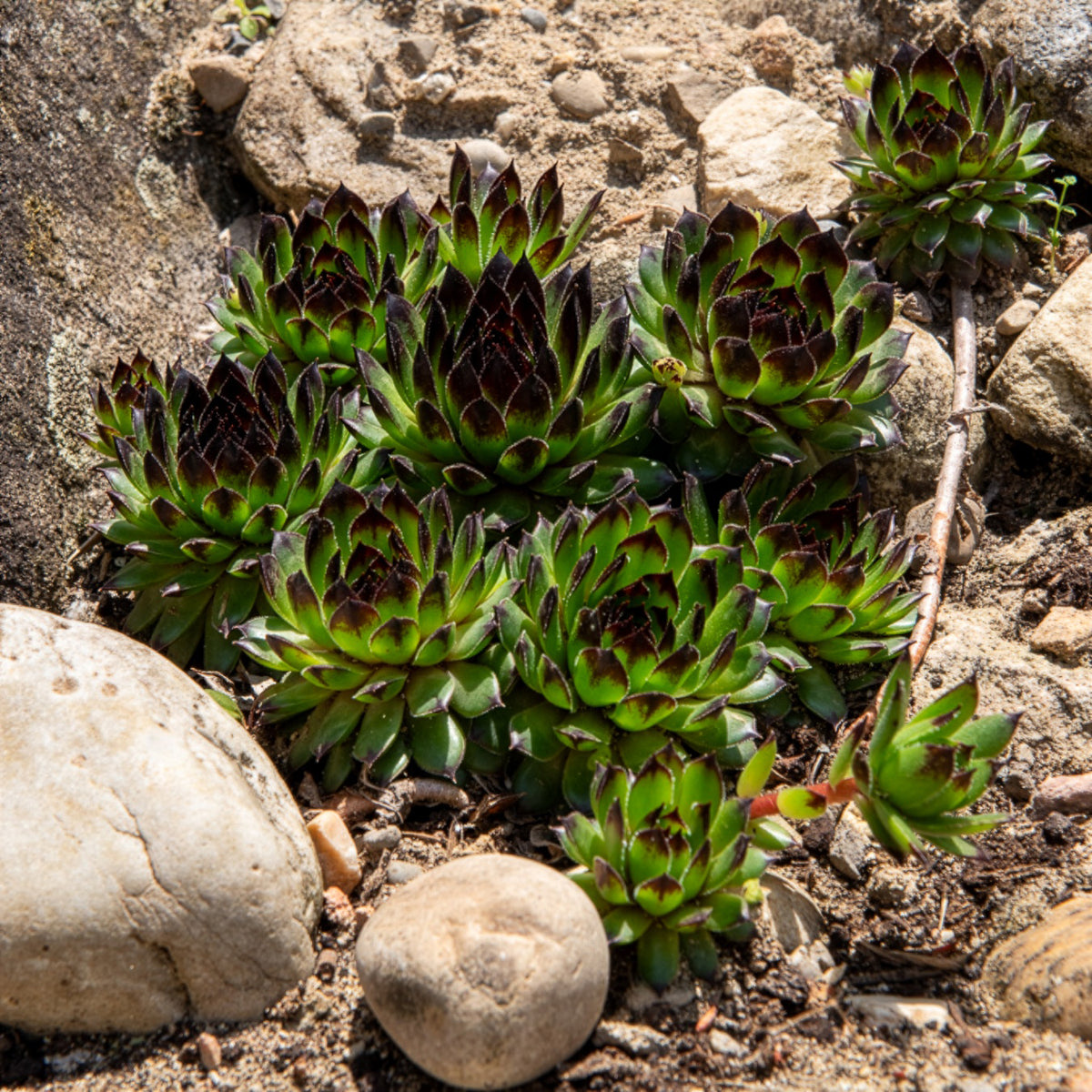 Sempervivum Chick Charms ® Appletini - Willemse