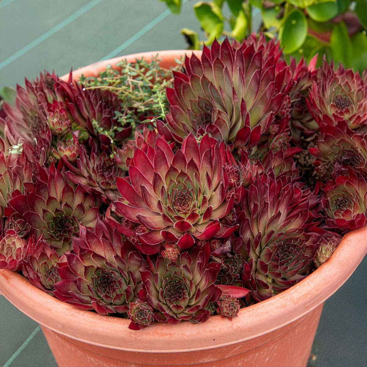 Sempervivum Chick Charms ® Butterscotch Baby - Willemse
