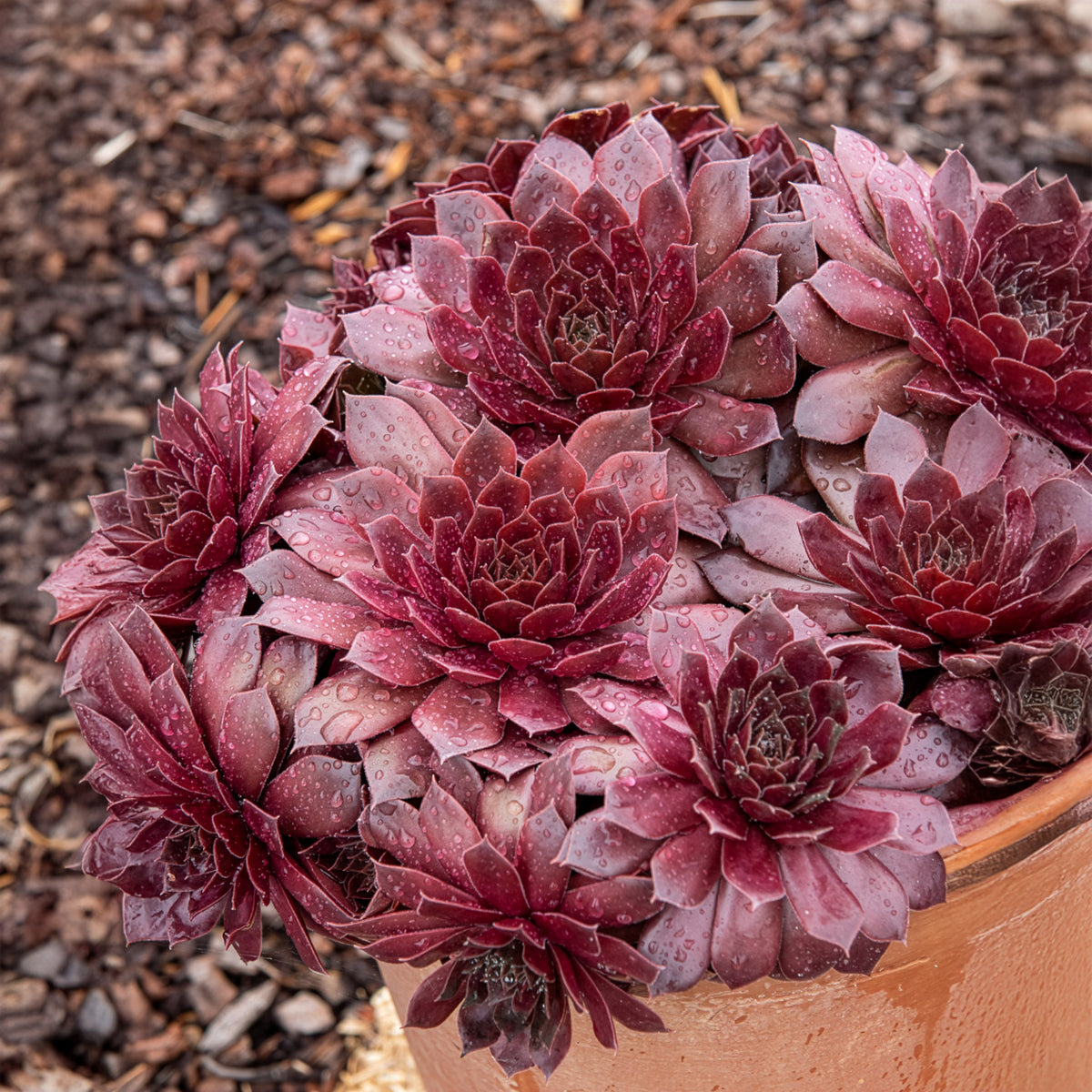Sempervivum Chick Charms ® Chocolate Kiss - Willemse