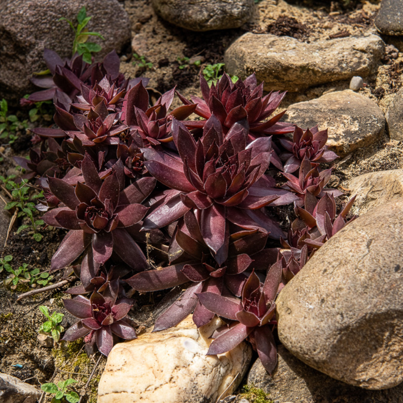 Sempervivum Chick Charms ® Chocolate Kiss - Sempervivum Chick Charms® Chocolate Kiss - Willemse