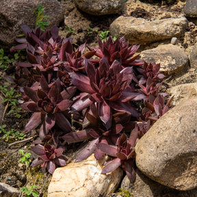 Sempervivum Chick Charms ® Chocolate Kiss - Sempervivum Chick Charms® Chocolate Kiss - Willemse