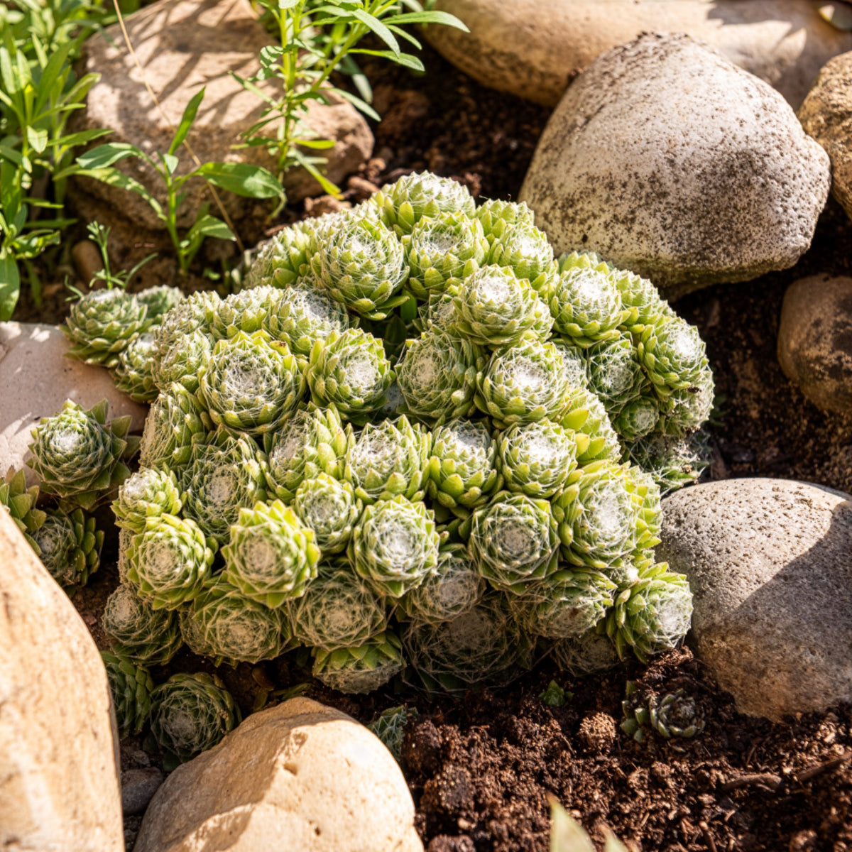 Sempervivum - Hauswurz - Sempervivum Chick Charms ® Cotton Candy - Sempervivum Chick Charms® Arctic white