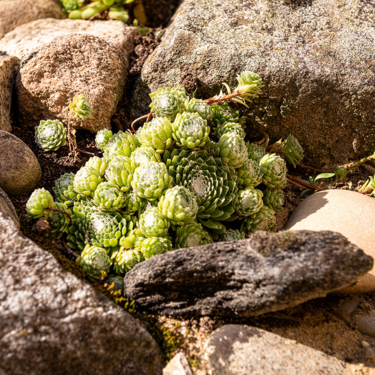Sempervivum Chick Charms® Arctic white - Sempervivum Chick Charms ® Cotton Candy - Sempervivum - Hauswurz