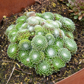 Sempervivum Chick Charms ® Cotton Candy - Willemse