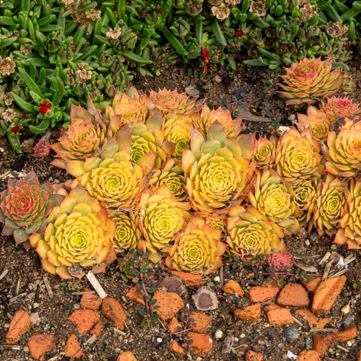 Sempervivum Chick Charms ® Gold Nugget - Sempervivum Chick Charms® Gold Nugget - Willemse