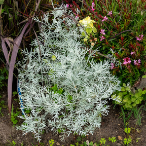 Pelziges Greiskraut - Willemse