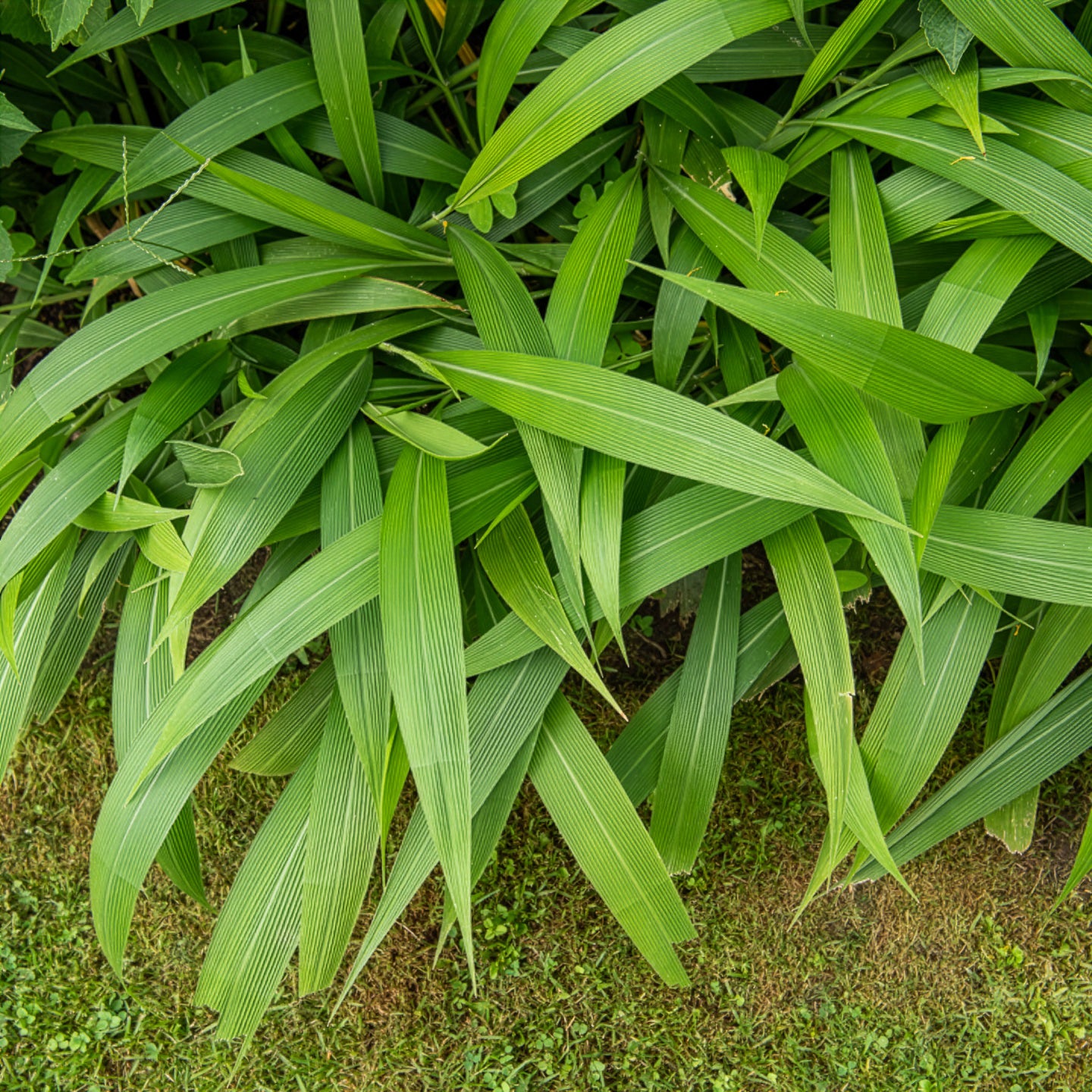 Setaria palmifolia - Palmen-Gras - Gräser