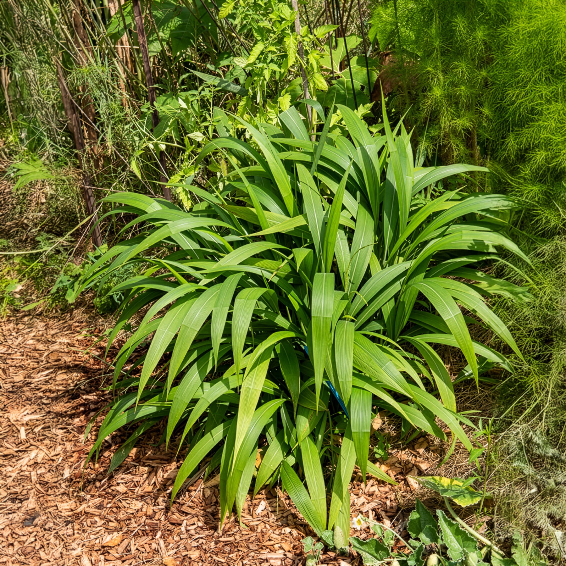 Palmen-Gras - Setaria palmifolia - Willemse