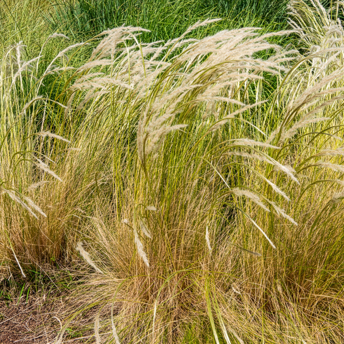Ichu-Gras - Stipa ichu - Willemse
