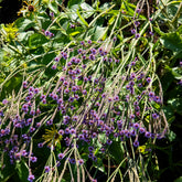 Eisenkraut Lavender Spires - Verbena macdougalii Lavender Spires - Willemse