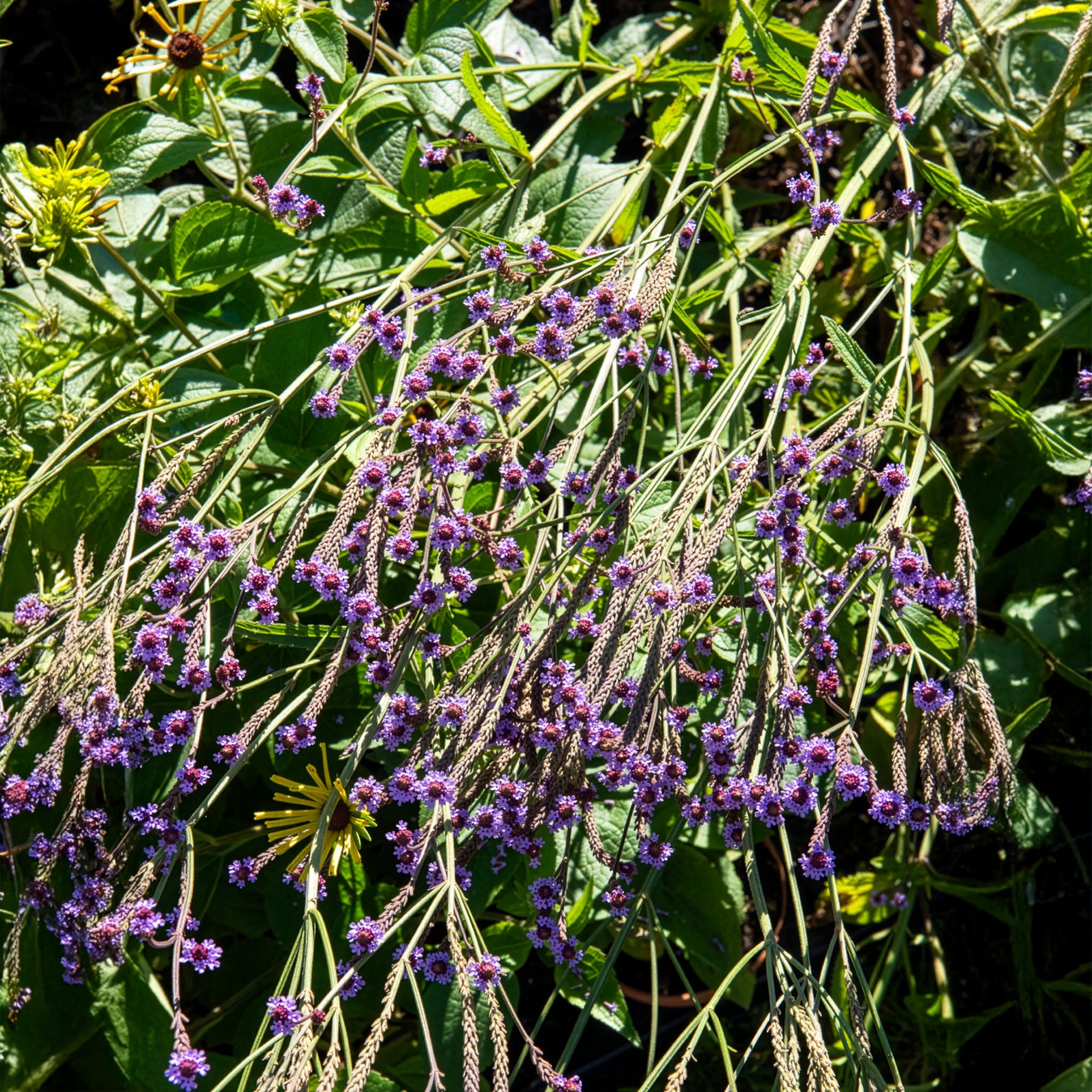 Eisenkraut Lavender Spires - Verbena macdougalii Lavender Spires - Willemse