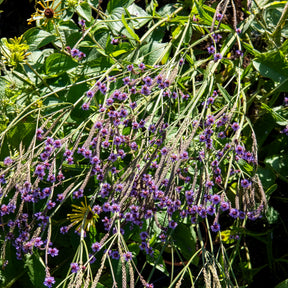 Eisenkraut Lavender Spires - Verbena macdougalii Lavender Spires - Willemse