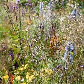 Eisenkraut Lavender Spires - Willemse