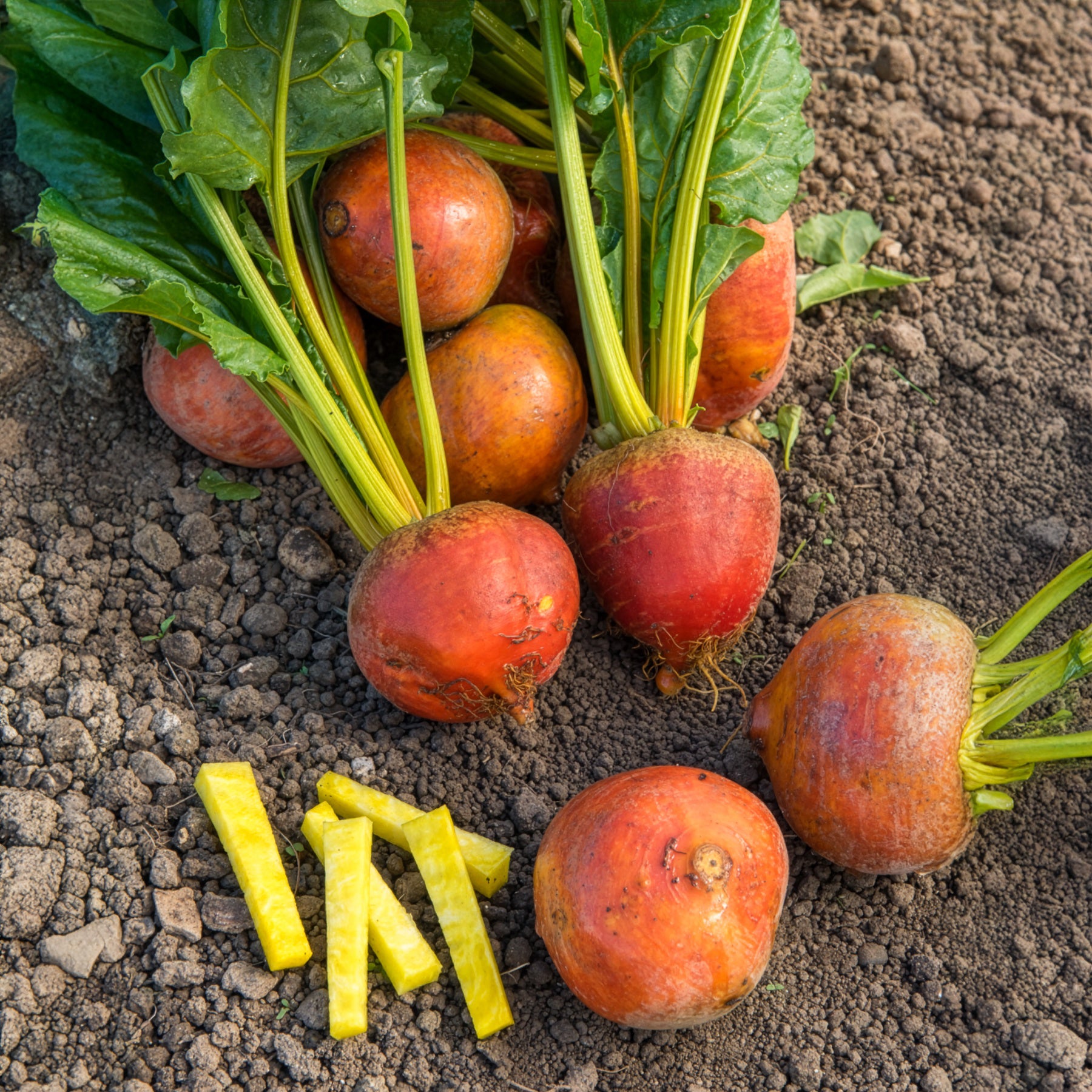 Beta vulgaris Burpees Golden - Gelbe Bete Burpees Golden - Beta - Rübe