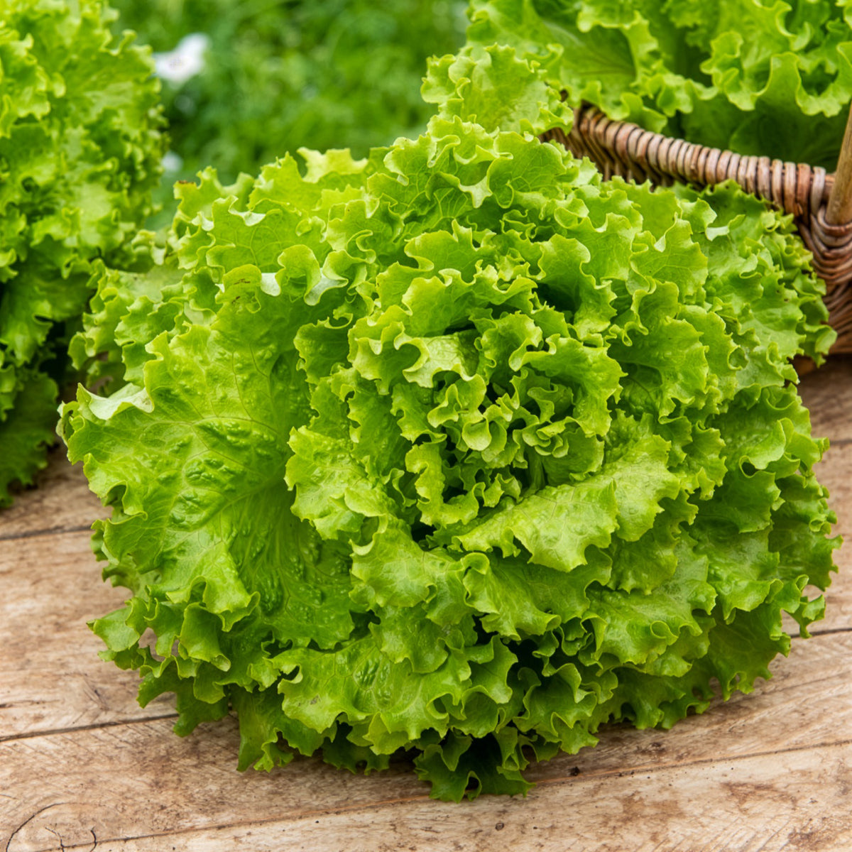 Pflücksalat Florine - Willemse